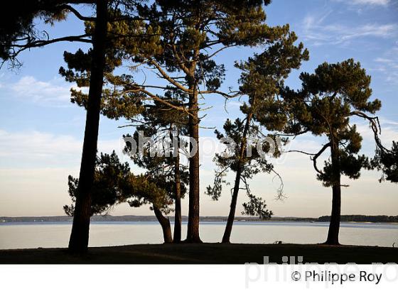 LAC DE SANGUINET , LANDES, COTE ATLANTIQUE,  AQUITAINE. (40F03126.jpg)