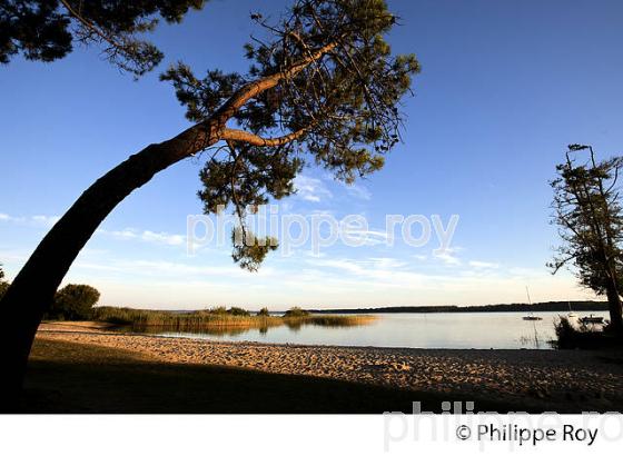 LAC DE SANGUINET , LANDES, COTE ATLANTIQUE,  AQUITAINE. (40F03131.jpg)