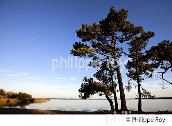 LAC DE SANGUINET , LANDES, COTE ATLANTIQUE,  AQUITAINE. (40F03133.jpg)