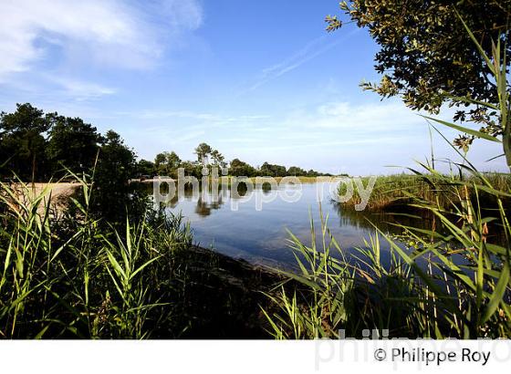 LAC DE SANGUINET , LANDES, COTE ATLANTIQUE,  AQUITAINE. (40F03135.jpg)