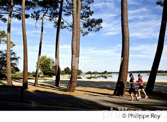 LAC DE SANGUINET , LANDES, COTE ATLANTIQUE,  AQUITAINE. (40F03139.jpg)