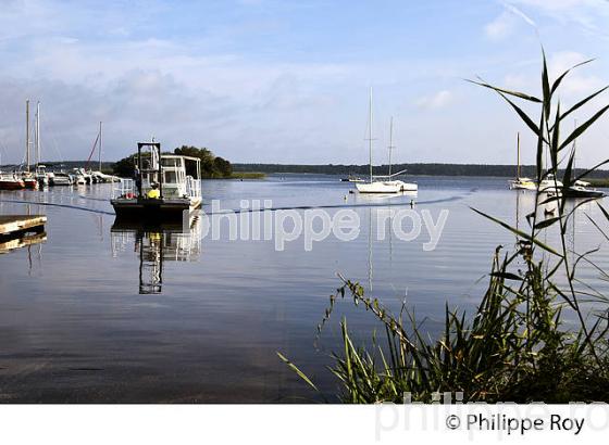 LAC DE SANGUINET , LANDES, COTE ATLANTIQUE,  AQUITAINE. (40F03203.jpg)