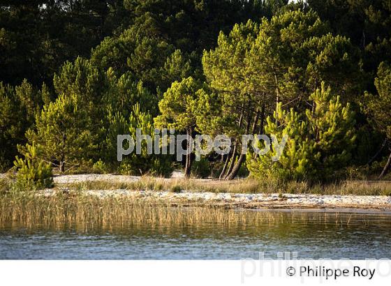 LAC DE SANGUINET , LANDES, COTE ATLANTIQUE,  AQUITAINE. (40F03213.jpg)