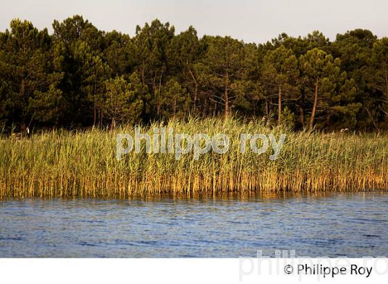LAC DE SANGUINET , LANDES, COTE ATLANTIQUE,  AQUITAINE. (40F03215.jpg)