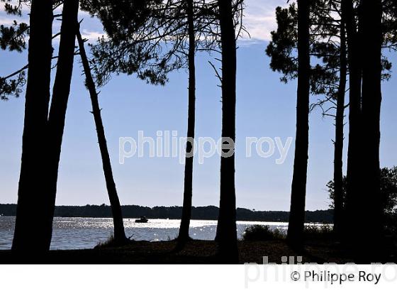 LAC DE SANGUINET , LANDES, COTE ATLANTIQUE,  AQUITAINE. (40F03218.jpg)