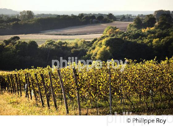VIGNOBLE   DE CHALOSSE, LANDES. (40F03514.jpg)
