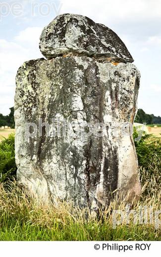 MENHIR DE GUILLAY, LARRIVIERE-SAINT-SAVIN, PAYS GRENADOIS, LANDES. (40F03632.jpg)