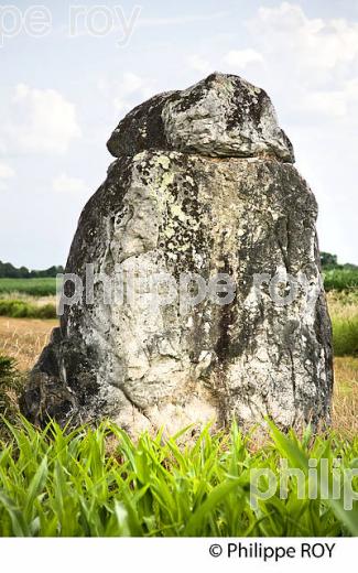 MENHIR DE GUILLAY, LARRIVIERE-SAINT-SAVIN, PAYS GRENADOIS, LANDES. (40F03633.jpg)