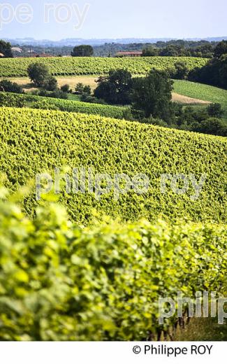 VIGNOBLE , AOC TURSAN  EN  ETE,  COMMUNE DE CASTELNAU-TURSAN, LANDES. (40F03816.jpg)