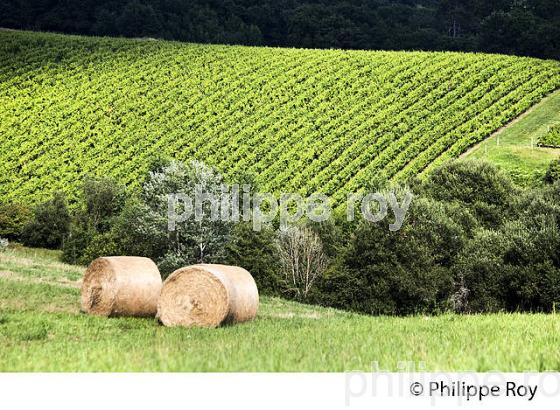 VIGNOBLE , AOC, TURSAN  EN  ETE,  COMMUNE DE GEAUNE , LANDES. (40F03817.jpg)