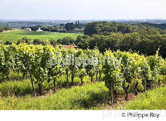 VIGNOBLE , AOC, TURSAN  EN  ETE,  COMMUNE DE GEAUNE , LANDES. (40F03818.jpg)