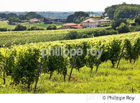 VIGNOBLE , AOC, TURSAN  EN  ETE,  COMMUNE DE GEAUNE , LANDES. (40F03820.jpg)