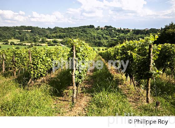VIGNOBLE , AOC TURSAN  EN  ETE,  COMMUNE DE CASTELNAU-TURSAN, LANDES. (40F03821.jpg)