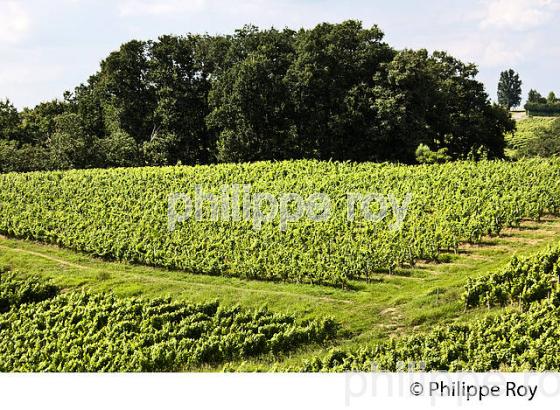 VIGNOBLE , AOC TURSAN  EN  ETE,  COMMUNE DE CASTELNAU-TURSAN, LANDES. (40F03822.jpg)