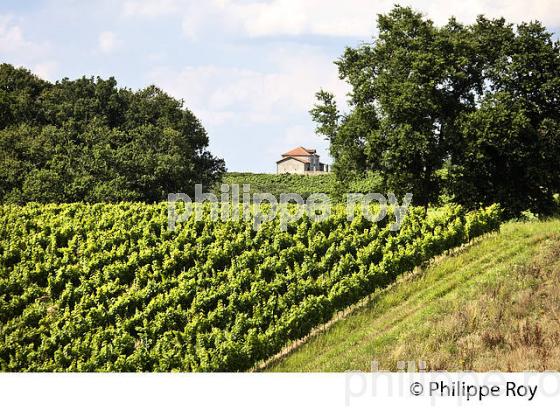 VIGNOBLE , AOC TURSAN  EN  ETE,  COMMUNE DE CASTELNAU-TURSAN, LANDES. (40F03823.jpg)
