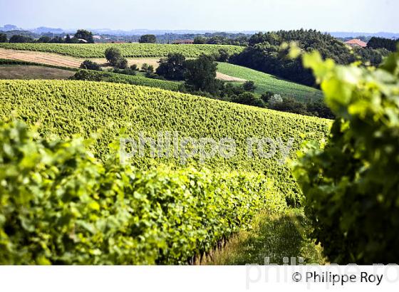 VIGNOBLE , AOC TURSAN  EN  ETE,  COMMUNE DE CASTELNAU-TURSAN, LANDES. (40F03824.jpg)