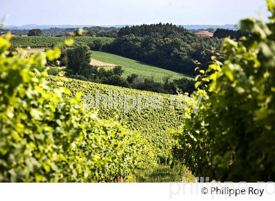 VIGNOBLE , AOC TURSAN  EN  ETE,  COMMUNE DE CASTELNAU-TURSAN, LANDES. (40F03826.jpg)