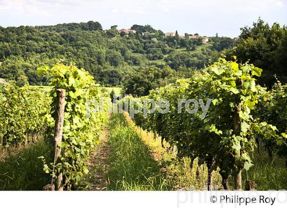 VIGNOBLE , AOC TURSAN  EN  ETE,  COMMUNE DE CASTELNAU-TURSAN, LANDES. (40F03829.jpg)
