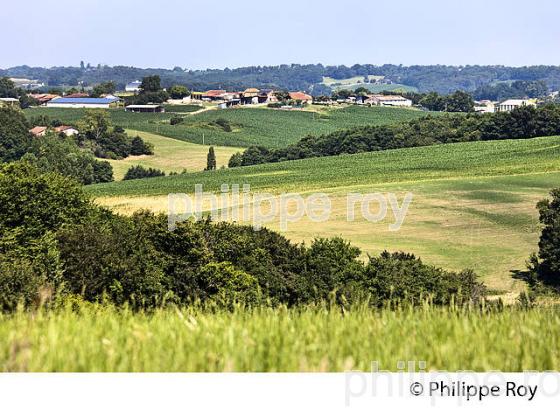 PAYSAGE AGRICOLE   DE CHALOSSE,  BRASSEMPOUY,  LANDES. (40F03910.jpg)