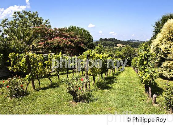 VIGNOBLE  DE CHALOSSE,  BRASSEMPOUY,  LANDES. (40F03914.jpg)