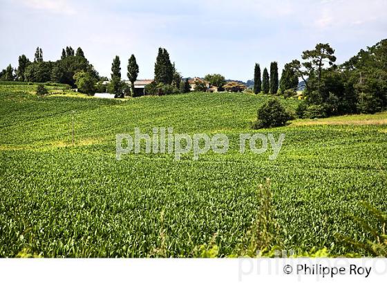 PAYSAGE AGRICOLE , MONTAUT, CHALOSSE, LANDES. (40F04129.jpg)