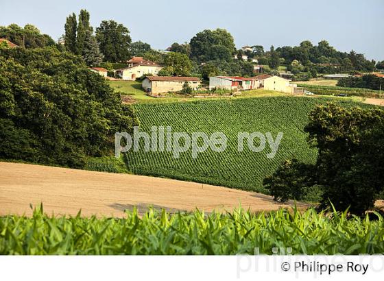 PAYSAGE DE CHALOSSE, LOUER, LANDES. (40F04131.jpg)