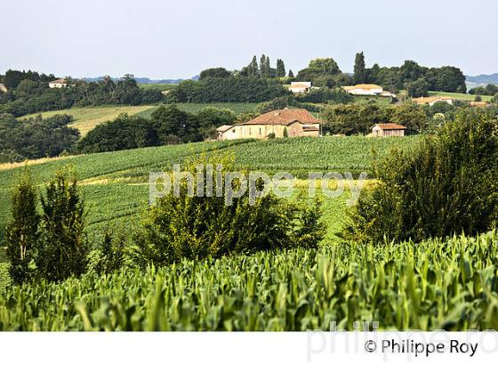 PAYSAGE DE CHALOSSE, MONFORT EN CHALOSSE, LANDES (40F04139.jpg)