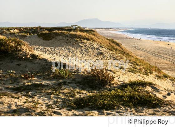 LA  PLAGE DES OCEANIDES, FRONT DE MER, STATION BALNEAIRE DE CAPBRETON, COTE D' ARGENT, LANDES. (40F07338.jpg)