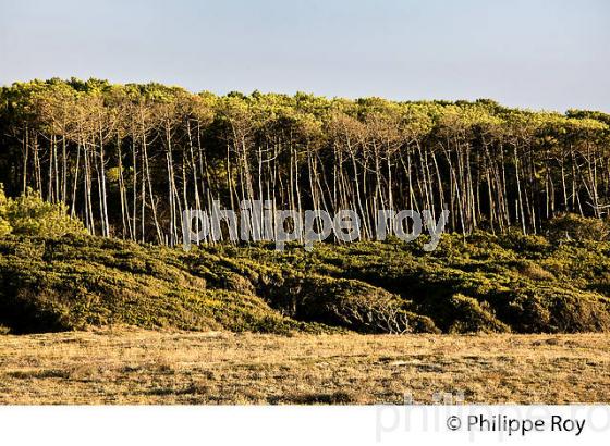 DUNE ET FORET LANDAISE, PLAGE DE LA POINTE,  STATION BALNEAIRE DE CAPBRETON, COTE D' ARGENT, LANDES. (40F07339.jpg)