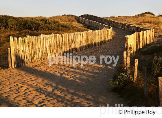 DUNE , PLAGE DE LA POINTE,  STATION BALNEAIRE DE CAPBRETON, COTE D' ARGENT, LANDES. (40F07406.jpg)