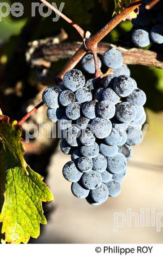 VIGNOBLE, DOMAINE DE LA POINTE, VIN DES SABLES, COMMUNE DE CAPBRETON, COTE D' ARGENT, LANDES. (40F07515.jpg)