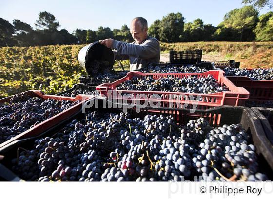 VENDANGES, DOMAINE DE LA POINTE, VIN DES SABLES, COMMUNE DE CAPBRETON, COTE D' ARGENT, LANDES. (40F07527.jpg)