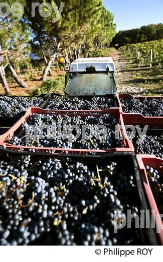 VENDANGES, DOMAINE DE LA POINTE, VIN DES SABLES, COMMUNE DE CAPBRETON, COTE D' ARGENT, LANDES. (40F07529.jpg)