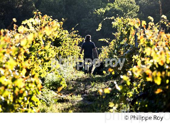 VENDANGES, DOMAINE DE LA POINTE, VIN DES SABLES, COMMUNE DE CAPBRETON, COTE D' ARGENT, LANDES. (40F07534.jpg)