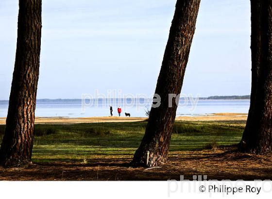 LAC DE SANGUINET, BISCARROSSE, COTE ATLANTIQUE,  LANDES. (40F08116.jpg)