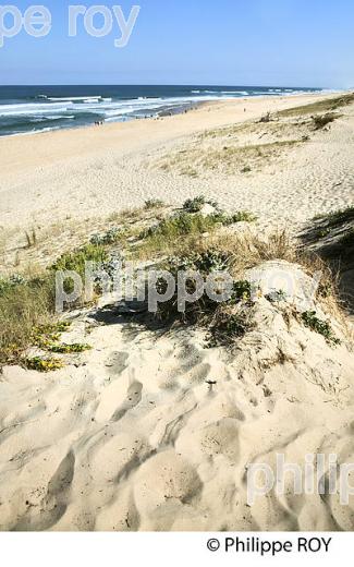 LA PLAGE OCEANE, CONTIS,  PAYS DE BORN, COTE ATLANTIQUE,  LANDES. (40F08915.jpg)