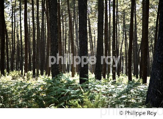 FORET LANDAISE, LEVIGNACQ,  PAYS DE BORN, COTE ATLANTIQUE,  LANDES. (40F09216.jpg)