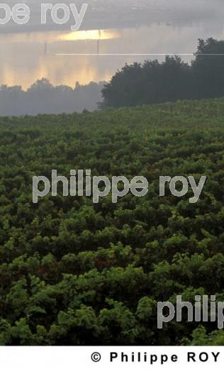 Le vignoble des Ctes du Rhne (42V00211.jpg)