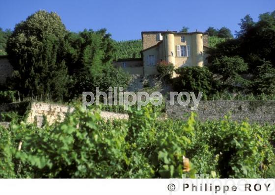 Le vignoble des Ctes du Rhne (42V00236.jpg)