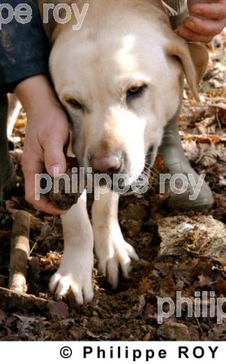 La Truffe du Quercy (46F00107.jpg)