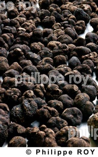 La Truffe du Quercy (46F00307.jpg)