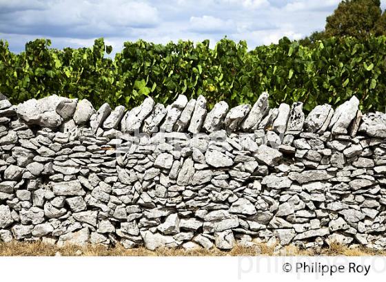 MUR EN PIERRES SECHES, ET VIGNE ,  ROCAMADOUR,   HAUT QUERCY, LOT. (46F00630.jpg)