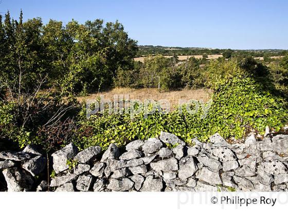 PAYSAGE DU CAUSSE DE GRAMAT,  COMMUNE   D'ESPEDAILLAC, CAUSSE DE GRAMAT,  HAUT QUERCY, LOT. (46F02210.jpg)