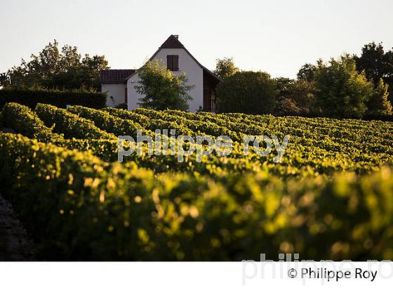 VIGNOBLE DU QUERCY, VIN DE PAYS ,  ROCAMADOUR , CAUSSE DE GRAMAT, HAUT QUERCY, LOT. (46F02225.jpg)