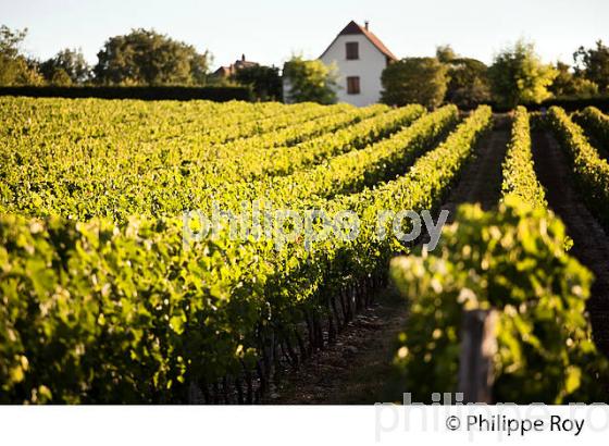 VIGNOBLE DU QUERCY, VIN DE PAYS ,  ROCAMADOUR , CAUSSE DE GRAMAT, HAUT QUERCY, LOT. (46F02226.jpg)