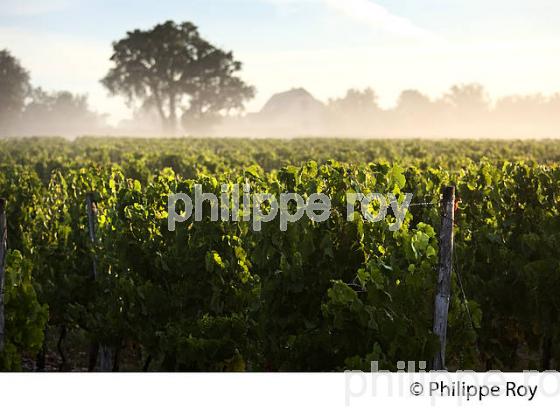 VIGNOBLE DU QUERCY, VIN DE PAYS ,  ROCAMADOUR , CAUSSE DE GRAMAT, HAUT QUERCY, LOT. (46F02227.jpg)