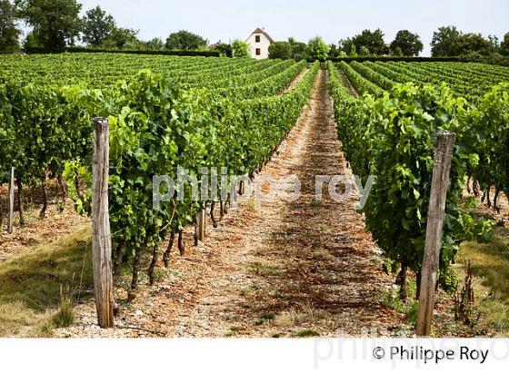 VIGNOBLE DU QUERCY, VIN DE PAYS ,  ROCAMADOUR , CAUSSE DE GRAMAT, HAUT QUERCY, LOT. (46F02228.jpg)