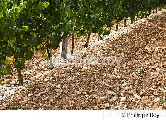 VIGNOBLE DU QUERCY, VIN DE PAYS ,  ROCAMADOUR , CAUSSE DE GRAMAT, HAUT QUERCY, LOT. (46F02229.jpg)