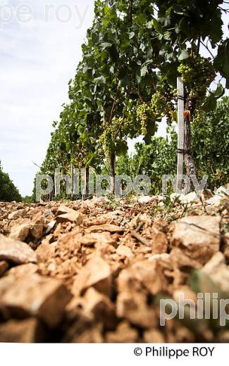 VIGNOBLE DU QUERCY, VIN DE PAYS ,  ROCAMADOUR , CAUSSE DE GRAMAT, HAUT QUERCY, LOT. (46F02230.jpg)