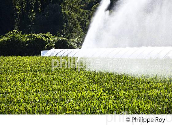 IRRIGATION MAIS,  VALLEE DU LOT, QUERCY, LOT. (46F02412.jpg)